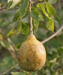 Aegle marmelos | Bael Fruit | Bengal Quince | Golden Apple | 10_Seeds