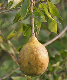 Aegle marmelos | Bael Fruit | Bengal Quince | Golden Apple | 10_Seeds