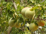 Aegle marmelos | Bael Fruit | Bengal Quince | Golden Apple | 10_Seeds