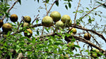 Aegle marmelos | Bael Fruit | Bengal Quince | Golden Apple | 10_Seeds