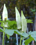 Abelmoschus esculentus White Fruit | White Velvet Okra |Ladies Fingers| 10_Seeds