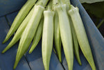 Abelmoschus esculentus White Fruit | White Velvet Okra |Ladies Fingers| 10_Seeds