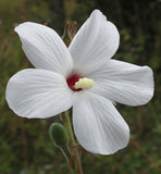 Abelmoschus ficulneus | White Wild | Musk Mallow | Native Rosella | 20_Seeds