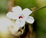 Abelmoschus ficulneus | White Wild | Musk Mallow | Native Rosella | 20_Seeds