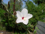 Abelmoschus ficulneus | White Wild | Musk Mallow | Native Rosella | 20_Seeds