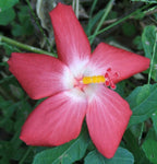 Abelmoschus moschatus | Abelmosk | Ambrette | Annual hibiscus | 20_Seeds