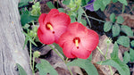 Abelmoschus moschatus | Abelmosk | Ambrette | Annual hibiscus | 20_Seeds