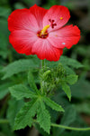 Abelmoschus moschatus | Abelmosk | Ambrette | Annual hibiscus | 20_Seeds