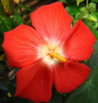 Abelmoschus moschatus | Abelmosk | Ambrette | Annual hibiscus | 20_Seeds