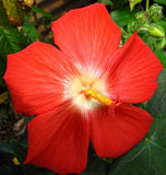 Abelmoschus moschatus | Abelmosk | Ambrette | Annual hibiscus | 20_Seeds