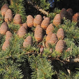 Abies grandis | Grand & Giant & Lowland White Fir | 10_Seeds