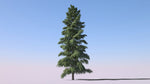 Abies grandis | Grand & Giant & Lowland White Fir | 10_Seeds