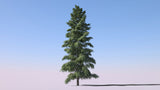 Abies grandis | Grand & Giant & Lowland White Fir | 10_Seeds