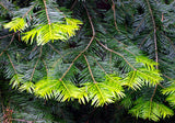 Abies grandis | Grand & Giant & Lowland White Fir | 10_Seeds