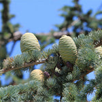 Abies grandis | Grand & Giant & Lowland White Fir | 10_Seeds