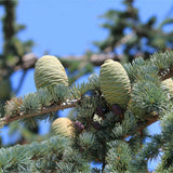 Abies grandis | Grand & Giant & Lowland White Fir | 10_Seeds