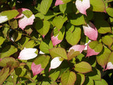 Actinidia kolomikta | Arctic Beauty Kiwi Vine | 10_Seeds