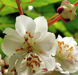 Actinidia kolomikta | Arctic Beauty Kiwi Vine | 10_Seeds