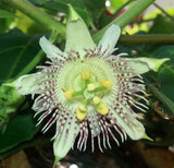 Passiflora adenopoda | Velcro Passion Flower | 5_Seeds