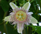 Passiflora adenopoda | Velcro Passion Flower | 5_Seeds