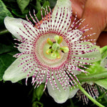 Passiflora adenopoda | Velcro Passion Flower | 5_Seeds