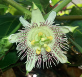 Passiflora adenopoda | Velcro Passion Flower | 5_Seeds