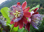 Passiflora alata | Fragrant Granadilla | Winged-stem Passion Flower | 5_Seeds