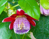 Passiflora alata | Fragrant Granadilla | Winged-stem Passion Flower | 5_Seeds