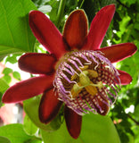 Passiflora alata | Fragrant Granadilla | Winged-stem Passion Flower | 5_Seeds