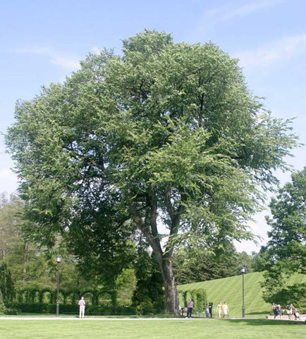 Ulmus americana | American Elm | White Water Soft FL Elm | 20_Seeds