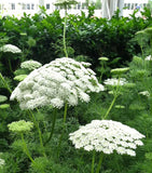 Ammi visnaga Green Mist | False Queen Annes Lace | Toothpick Weed | 20_Seeds