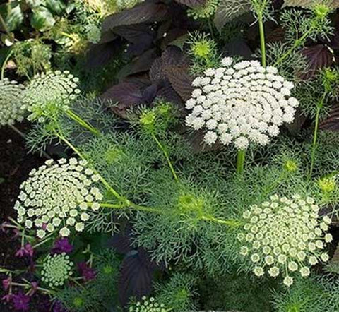 Ammi visnaga Green Mist | False Queen Annes Lace | Toothpick Weed | 20_Seeds