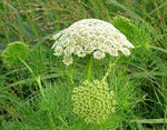 Ammi visnaga Green Mist | False Queen Annes Lace | Toothpick Weed | 20_Seeds