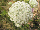 Ammi visnaga Green Mist | False Queen Annes Lace | Toothpick Weed | 20_Seeds