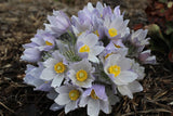 Anemone patens var. wolfgangiana | Pasque Flower | 50_Seeds