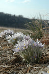 Anemone patens var. wolfgangiana | Pasque Flower | 50_Seeds