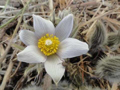 Anemone patens var. wolfgangiana | Pasque Flower | 50_Seeds