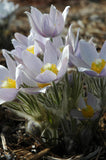 Anemone patens var. wolfgangiana | Pasque Flower | 50_Seeds