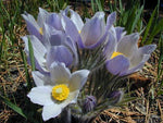 Anemone patens var. wolfgangiana | Pasque Flower | 50_Seeds