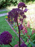 Angelica gigas | Giant Purple Korean Angelica | Dang Gui | 20_Seeds