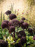 Angelica gigas | Giant Purple Korean Angelica | Dang Gui | 20_Seeds