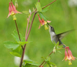 Aquilegia canadensis | Canadian Eastern Red Columbine | 50_Seeds