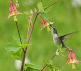 Aquilegia canadensis | Canadian Eastern Red Columbine | 50_Seeds