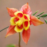 Aquilegia canadensis | Canadian Eastern Red Columbine | 50_Seeds