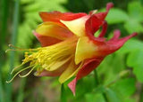 Aquilegia canadensis | Canadian Eastern Red Columbine | 50_Seeds