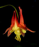 Aquilegia canadensis | Canadian Eastern Red Columbine | 50_Seeds