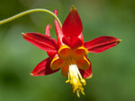 Aquilegia formosa |  Western Columbine | 10_Seeds