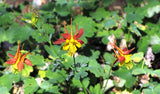 Aquilegia formosa |  Western Columbine | 10_Seeds