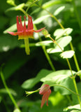 Aquilegia formosa |  Western Columbine | 10_Seeds