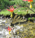 Aquilegia formosa |  Western Columbine | 10_Seeds